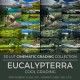 Eucalypterra LUT